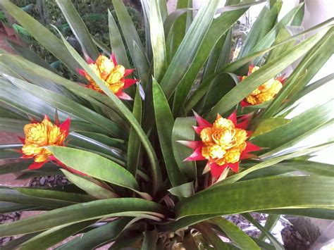 Plantas frescas, Plantas tropicais, Epífitas