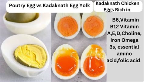 Kadaknath Chicken Eggs Yolk,जानकारी नहीं होने के कारण अक्सर लोग अंडे का राजा नहीं खाते हैं ...