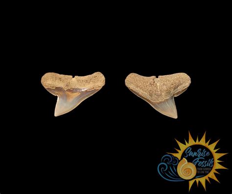 Hammerhead Shark Teeth — Sunrise Fossils