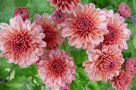 garden at heart: Chrysanthemum delight