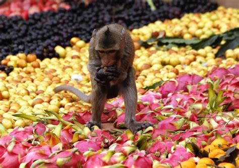 Festival : un buffet géant pour les singes - Vivre en Thaïlande