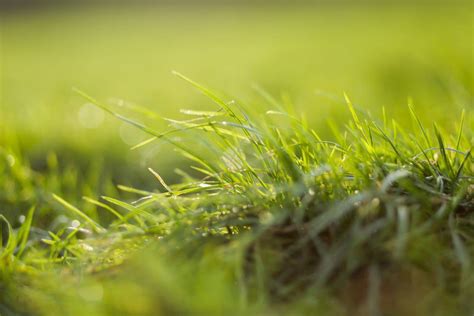 Closeup Grass Sun Royalty Free Photo