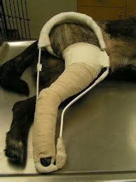 Thomas Splint Dog