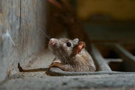 How To Get Rid Of Rats? - HomeImprovementAll