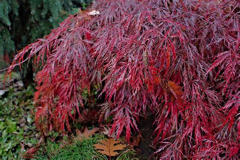 How and When to Prune Japanese Maples | Gardener’s Path