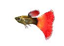 animated free gif: 3D GIF ANIMATION free blog free download .....Animated Fish gif: Animated GIF ...