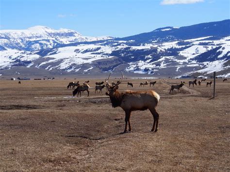 National Elk Refuge, Wyoming. Ritz Carlton, Jackson Hole, Elk, Four Seasons, Wyoming, Luxury ...