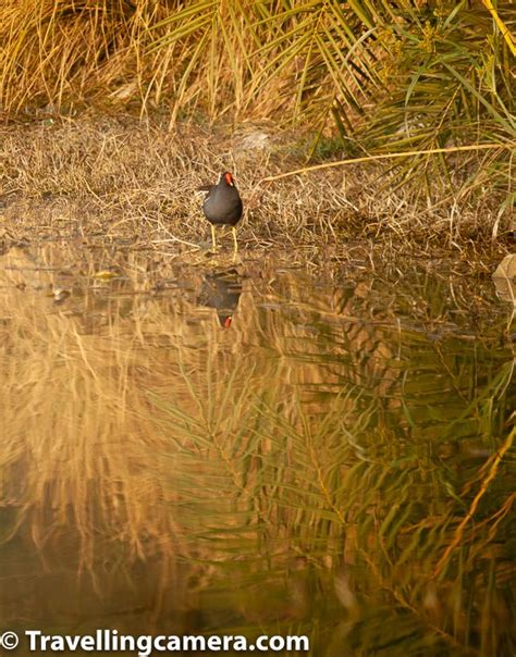 Birds around The Westin Sohna Resorts & Spa