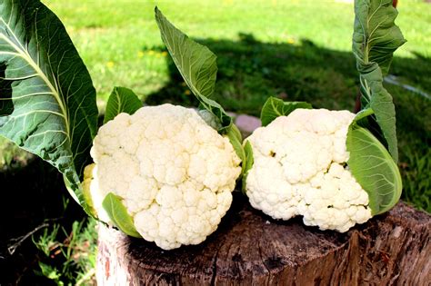 Cauliflower Garden Summer - Free photo on Pixabay - Pixabay