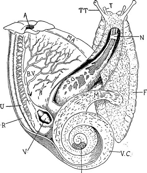 Zoology Drawing at GetDrawings | Free download