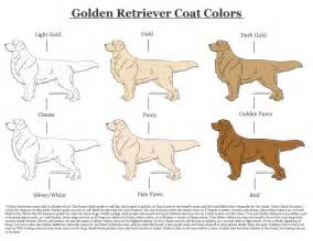 Golden Retriever Coat Colors by xLunastarx on DeviantArt