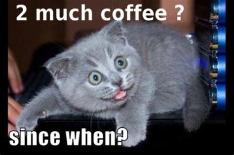 Pin by Fabiola Robichaud on Coffee! | Funny coffee pictures, Funny cat memes, Coffee humor