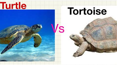 Difference between Turtle & Tortoise - YouTube