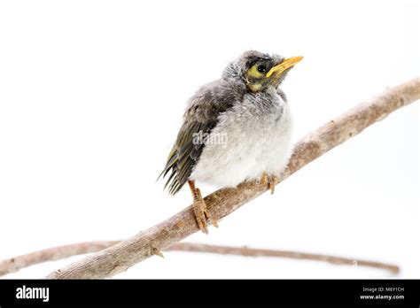 Closeup of a baby noisy miner on white background. An Australian native bird Stock Photo - Alamy