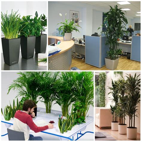 44+ Plants For The Office Pics - Plant Phrase