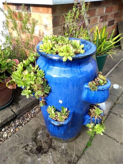 Succulent in a large Strawberry pot | Blue planter, Strawberry pots, Ceramic planters