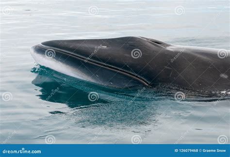 Antarctic Minke Whale Surfacing, Antarctic Peninsula Stock Photo ...