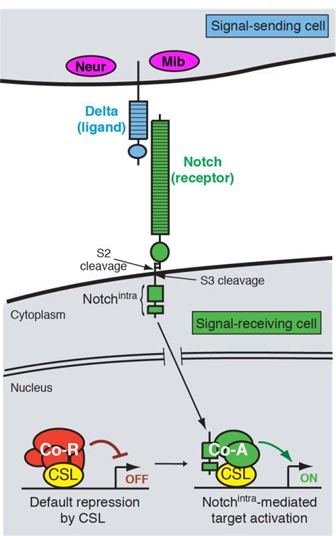 Notch Signaling and Neural Transcription Factors | Sloan Kettering Institute