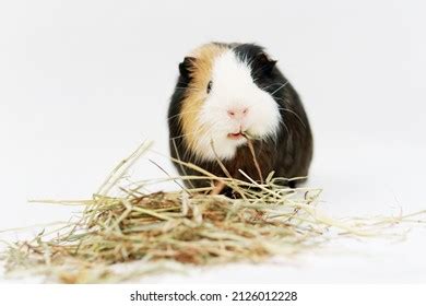 533 Guinea Pig Eating Hay Images, Stock Photos & Vectors | Shutterstock