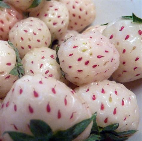 White Carolina Pineberry Plants - NoveltyStreet