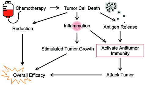 The immunological view of chemotherapy. Classic cytotoxic drugs and... | Download Scientific Diagram