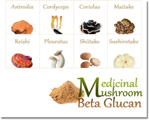 The science of mushroom beta glucan (MBG) | Sofislife