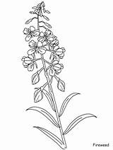 Bluebonnet Coloring Page At GetColoringscom  Free Printable Colorings sketch template