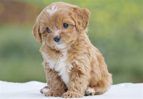 Cavoodle Dogs Wallpapers - Wallpaper Cave