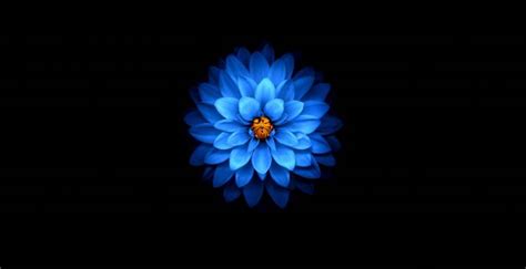 Wallpaper blue flower, dark, amoled desktop wallpaper, hd image ...