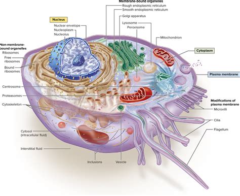 Cell Membrane Definition Quizlet