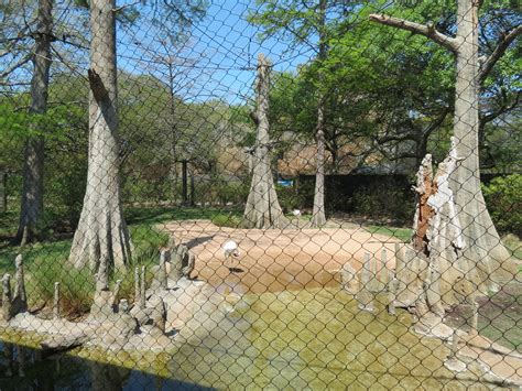 Texas Wetlands - Whooping Crane Exhibit - ZooChat