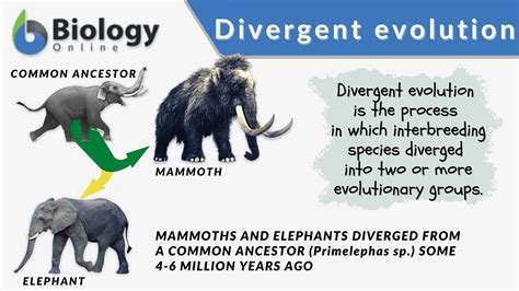 Divergent evolution - Definition and Examples - Biology Online Dictionary