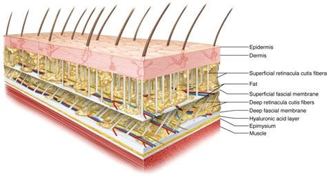 The Frictionless Skin-Fascia Interface With Underlying Bone “Theory” | Craniosacral therapy ...