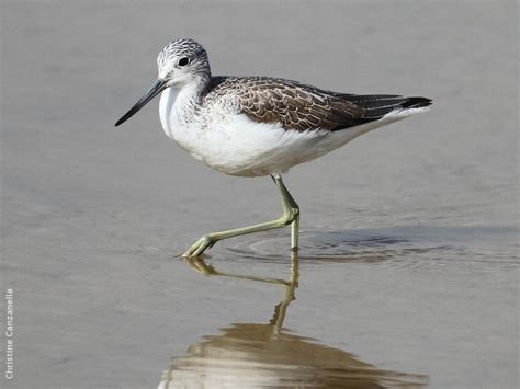 Common Greenshank | KuwaitBirds.org