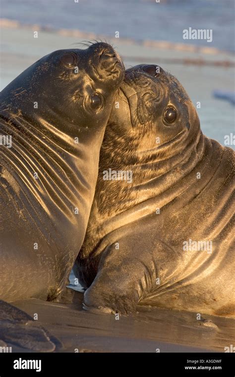 Southern Elephant Seal pups sparring Stock Photo - Alamy