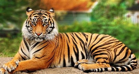 Tiger – Panthera tigris | Facts About Animals