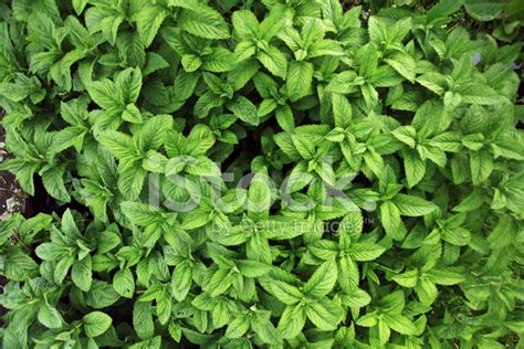 Fresh Mint Herb Texture Stock Photo | Royalty-Free | FreeImages