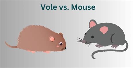 Vole vs Mouse: Key Differences and Similarities