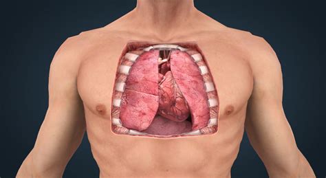 The anatomy of the heart - 3D scene - Mozaik Digital Education and Learning