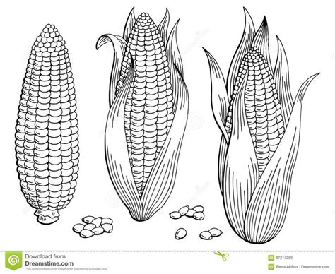 Corn Graphic Black White Isolated Sketch Illustration Stock Vector - Illustration of agriculture ...