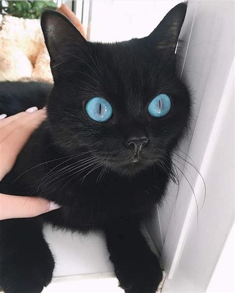 a black cat with amazing blue eyes : r/Eyebleach