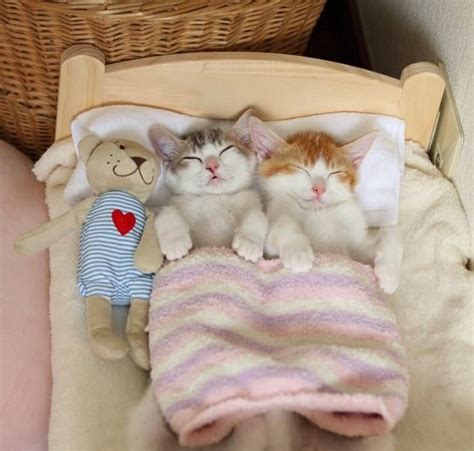 Adorable Kitten Twins Love To Sleep Side By Side - We Love Cats and Kittens | Kittens cutest ...