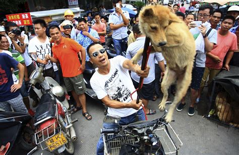 China Dog Meat Festival: Business is 'booming' say dog and cat meat traders