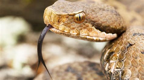 The most venomous animals on Earth, ranked - CNET