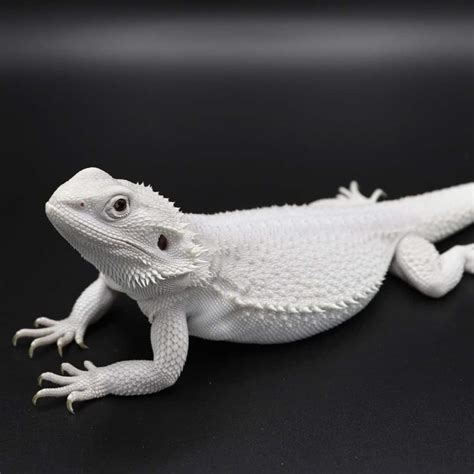 300+ Good Bearded Dragon Names For Male & Female Beardies