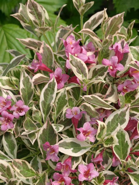 Weigela – How to Grow and Care for Weigela | HGTV