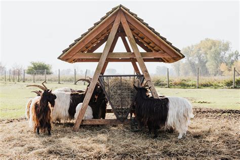 Photo of Goats Eating Grass · Free Stock Photo