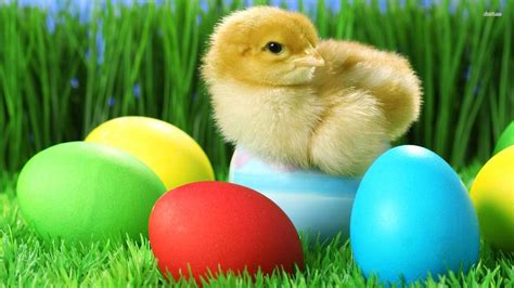 Chicks Easter Wallpapers - Wallpaper Cave