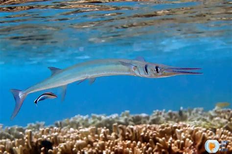 Houndfish (Tylosurus Crocodilus) | 12 Interesting Facts