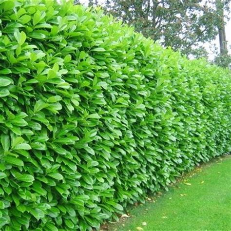 Cherry Laurel Hedging Plants 20-40cm Prunus Rotundifolia Evergreen Hedge Potted | eBay